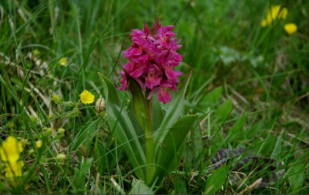 Dactylorhiza sambucina / Orchide sambucina